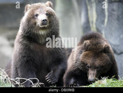 Young-Kamtschatka-Braunbären Walfische um bei ihren outdoor-Gehäuse an den Zoo Hagenbeck in Hamburg, Deutschland, 20. September 2007. Der Kamshatka-Braunbär (Ursus Arctos Piscator = Ursus Arctos Beringianus) ist die größte Bärenarten Russlands. Ein erwachsener Mann ist 2,5 m groß und wiegt 600 kg. Weibliche Exemplare wiegen 20 bis 30 Prozent weniger. Foto: Maurizio Gambarini Stockfoto
