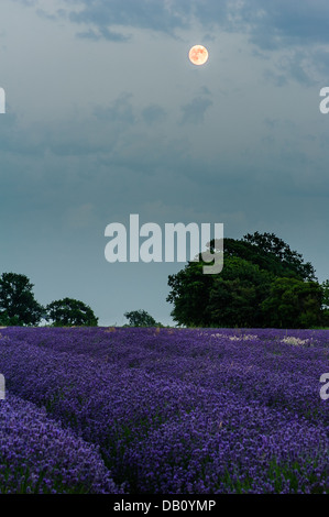 Mondlicht über Lavendel in Somerset Lavender farm Stockfoto