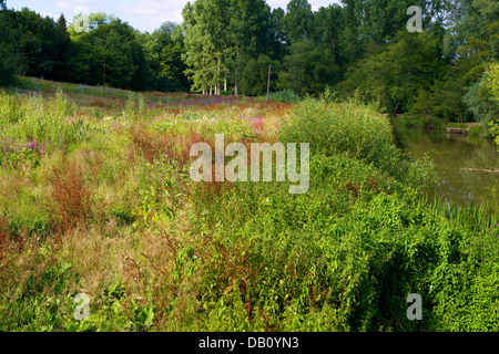 Ein Feuchtgebiet Wiese Blutweiderich Lythrum Salicaria, Klette, Brennnessel und Reed Betten an den Ufern des Flusses Maulwurf Stockfoto