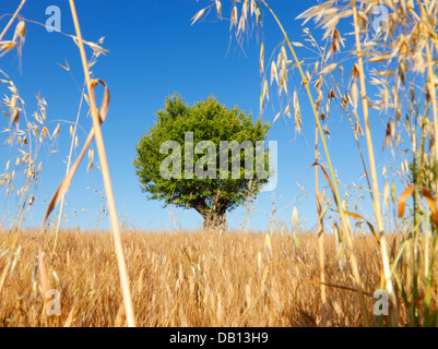 Mandelbaum, Provence, Frankreich Stockfoto