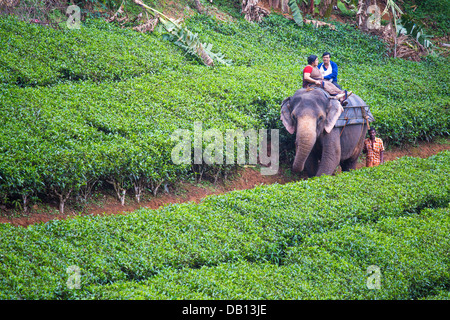 Inländische indischen Touristen Elefantenritt ein auf einer Teeplantage, Sienna, Indien Stockfoto