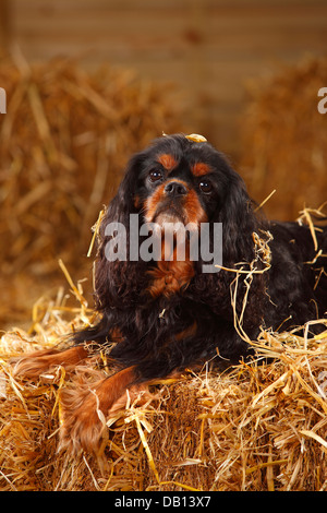 Cavalier King Charles Spaniel, neben, 9 Jahre alt | Cavalier King Charles Spaniel, Ruede, neben, 9 Jahre alt Stockfoto