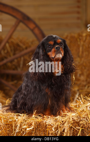 Cavalier King Charles Spaniel, neben, 9 Jahre alt | Cavalier King Charles Spaniel, Ruede, neben, 9 Jahre alt Stockfoto