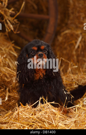 Cavalier King Charles Spaniel, neben, 9 Jahre alt | Cavalier King Charles Spaniel, Ruede, neben, 9 Jahre alt Stockfoto