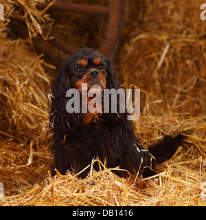 Cavalier King Charles Spaniel, neben, 9 Jahre alt | Cavalier King Charles Spaniel, Ruede, neben, 9 Jahre alt Stockfoto