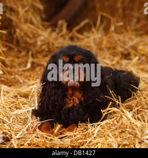 Cavalier King Charles Spaniel, neben, 9 Jahre alt | Cavalier King Charles Spaniel, Ruede, neben, 9 Jahre alt Stockfoto