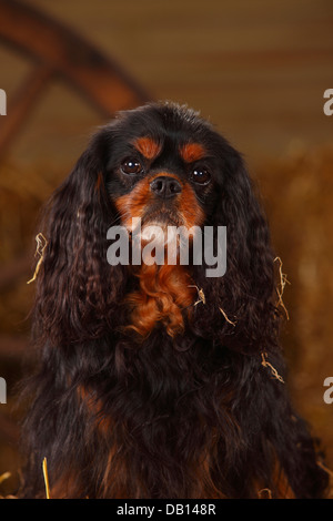 Cavalier King Charles Spaniel, neben, 9 Jahre alt | Cavalier King Charles Spaniel, Ruede, neben, 9 Jahre alt Stockfoto