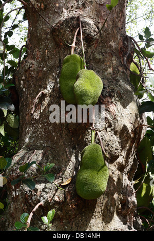 Jackfrucht auf einem Baum Stockfoto