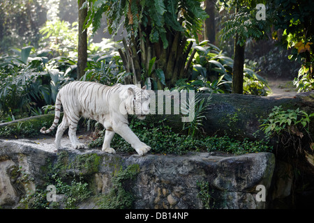 Weiße Bengal Tiger im Zoo von Singapur. Wissenschaftlicher Name: Panthera Tigris Tigris. Stockfoto