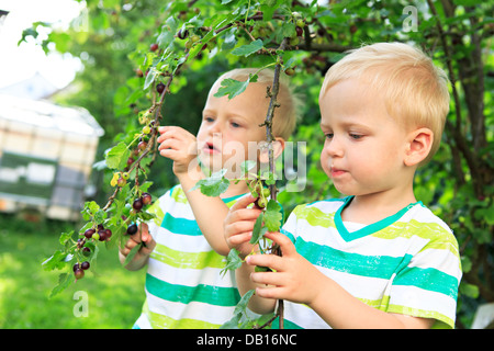 wenig männliche Zwillinge Essen Johannisbeere Beeren im Hinterhof Stockfoto