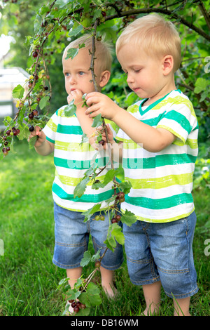 wenig männliche Zwillinge Essen Johannisbeere Beeren im Hinterhof Stockfoto