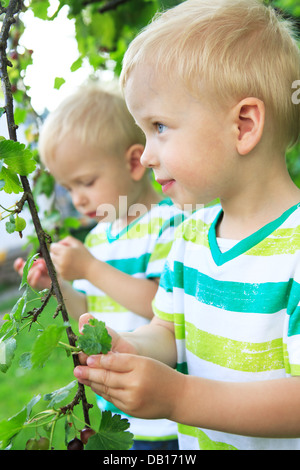 wenig männliche Zwillinge Essen Johannisbeere Beeren im Hinterhof Stockfoto