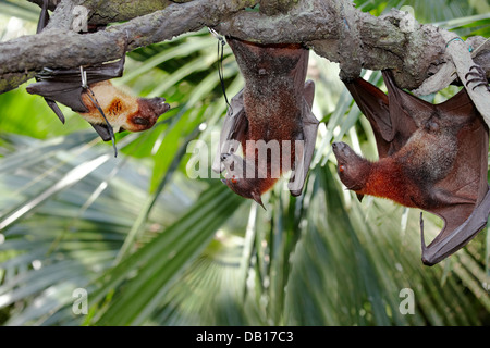 Drei malayanische Flugfüchse, oder Fruchtfledermäuse (Pteropus vampyrus) hängen an einem Baumzweig. Singapore Zoo, Singapur. Stockfoto
