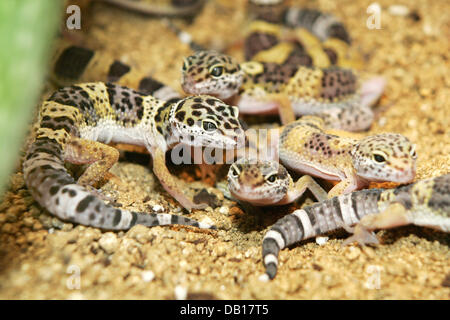 Das Bild zeigt junge Leopardgeckos (lat.: Eublepharis Macularis) an einem unbekannten Ort, Deutschland, undatiert. Foto: Ronald Wittek Stockfoto