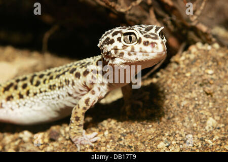 Das Bild zeigt ein Leopardgecko (lat.: Eublepharis Macularis) an einem unbekannten Ort, Deutschland, undatiert. Foto: Ronald Wittek Stockfoto