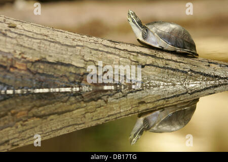 Das Bild zeigt ein Amboina Kasten-Schildkröte (Cuora Amboinensis) sitzen auf einem Baumstamm an einem unbekannten Ort, Deutschland, undatiert. Foto: Ronald Wittek Stockfoto