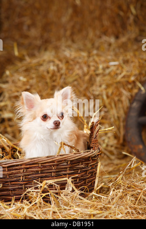 Chihuahua, Langhaar, Isabell, im Weidenkorb Stockfoto