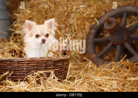 Chihuahua, Langhaar, Isabell, im Weidenkorb Stockfoto