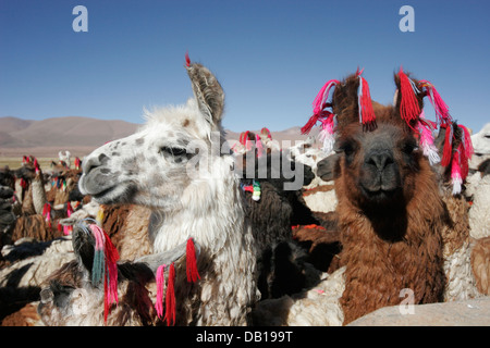 Herde von Lamas und Alpakas, bolivianischen Altiplano, Bolivien, Südamerika Stockfoto