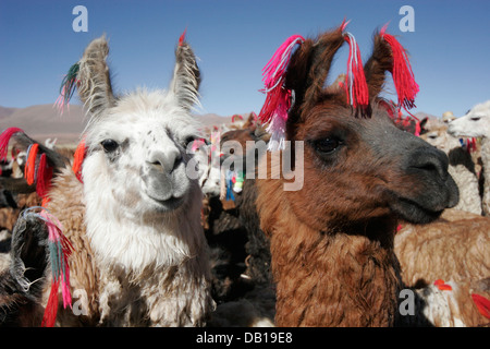 Herde von Lamas und Alpakas, bolivianischen Altiplano, Bolivien, Südamerika Stockfoto