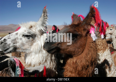 Herde von Lamas und Alpakas, bolivianischen Altiplano, Bolivien, Südamerika Stockfoto