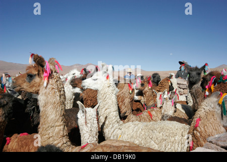 Herde von Lamas und Alpakas, bolivianischen Altiplano, Bolivien, Südamerika Stockfoto