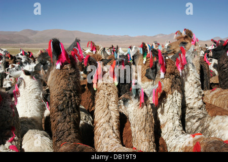 Herde von Lamas und Alpakas, bolivianischen Altiplano, Bolivien, Südamerika Stockfoto