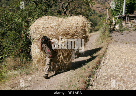 Mann mit Rasen auf dem Rücken, Annapurna Conservation Area, Annapurna Circuit, Nepal Stockfoto