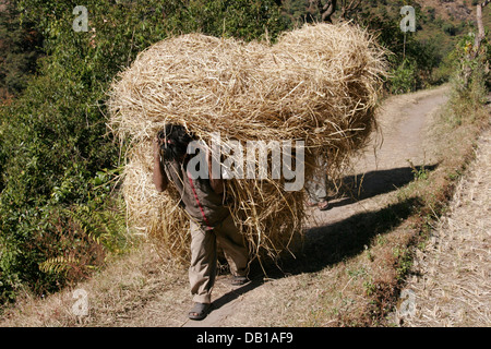 Einheimische Männer tragen Rasen auf dem Rücken, Annapurna Conservation Area, Annapurna Circuit, Nepal Stockfoto