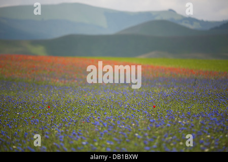 Mohn unter die wilde Blumenfeld Monte Sibillini, Umbrien, Italien. Stockfoto