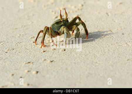 Das Bild zeigt eine gehörnte Ghost Krabben (Ocypode Ceratopthalmus) am Strand von Bird Island, Seychellen, 2006. Foto: Ronald Wittek Stockfoto