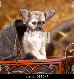 Chihuahua, Langhaar, Welpen / Puppe Wagen | Chihuahua, Langhaarig, Welpe / Puppenwagen Stockfoto