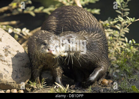 Das Bild zeigt eine Mutter Oriental kleine krallte Otter (Aonyx Cinerea) mit einem jungen in einem Gehäuse in Deutschland, Standort unbekannt, Deutschland, 2006. Foto: Ronald Wittek Stockfoto