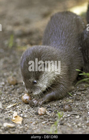 Das Bild zeigt eine kleine orientalische krallte Otter (Aonyx Cinerea) Cub spielen mit Eicheln an einem Gehäuse in Deutschland, Standort unbekannt, Deutschland, 2006. Foto: Ronald Wittek Stockfoto