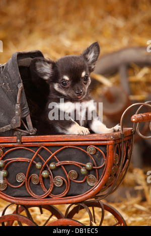 Chihuahua, Langhaar, Welpen / Puppe Wagen | Chihuahua, Langhaarig, Welpe / Puppenwagen Stockfoto