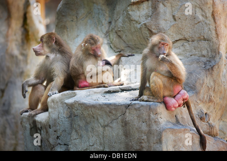 Hamadryas Paviane im Zoo von Singapur. Wissenschaftlicher Name: Papio Hamadryas. Stockfoto