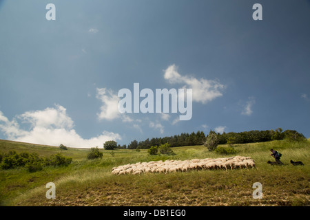 Hirt mit seinen Hunden in der umbrischen Hügel seine Schafe hüten. Stockfoto