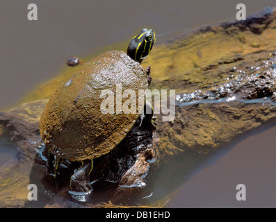 Florida Cooter Schildkröte (Halbinsel Cooter) - Floridana peninsularis Stockfoto