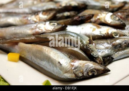 Viele ungekocht Stamm kleine Fische auf weißen Teller Stockfoto