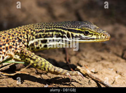 Waran (Varanus Giganteus) Perentie mit zarten juvenile Muster, in der Nähe von Longreach, Queensland, Australien Stockfoto