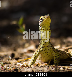 Waran (Varanus Giganteus) Perentie mit zarten juvenile Muster, in der Nähe von Longreach, Queensland, Australien Stockfoto