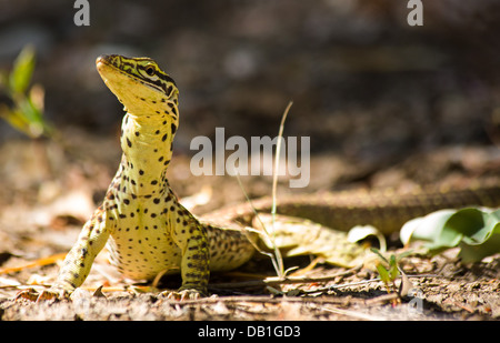 Waran (Varanus Giganteus) Perentie mit zarten juvenile Muster, in der Nähe von Longreach, Queensland, Australien Stockfoto