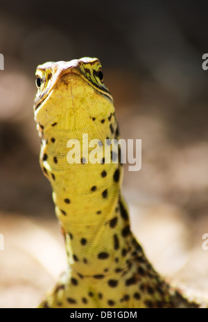 Waran (Varanus Giganteus) Perentie mit zarten juvenile Muster, in der Nähe von Longreach, Queensland, Australien Stockfoto