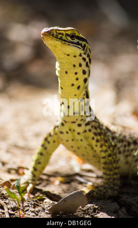 Waran (Varanus Giganteus) Perentie mit zarten juvenile Muster, in der Nähe von Longreach, Queensland, Australien Stockfoto