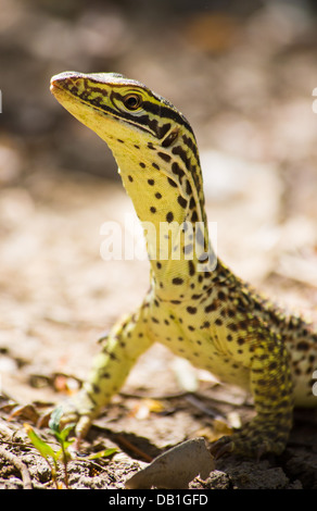 Waran (Varanus Giganteus) Perentie mit zarten juvenile Muster, in der Nähe von Longreach, Queensland, Australien Stockfoto