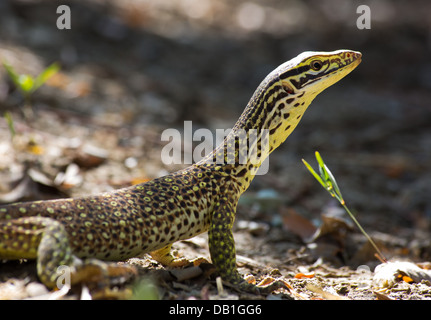 Waran (Varanus Giganteus) Perentie mit zarten juvenile Muster, in der Nähe von Longreach, Queensland, Australien Stockfoto