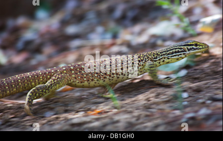 Waran (Varanus Giganteus) Perentie mit zarten juvenile Muster, in der Nähe von Longreach, Queensland, Australien Stockfoto