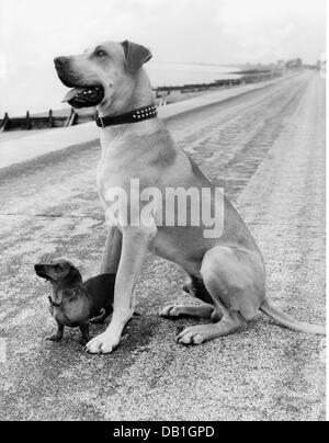 zoologie / Tiere, Säugetiere / Säugetiere, Hund (Canis lupus familiaris), Dackel und Labrador Retriever, 50er Jahre, zusätzliche-Rechte-Clearenzen-nicht verfügbar Stockfoto