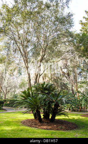 Ein gepflegter Garten unter südlichen Eichen, behängt mit spanischem Moos Stockfoto