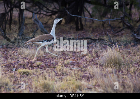 Australische Bustard (Ardeotis Australis) in Queensland, Westaustralien Stockfoto